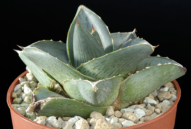 Agave pumila Cm. 7 € 37,00.jpg